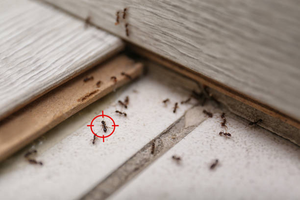 Best Rodent Control Near Me  in Fortuna, CA
